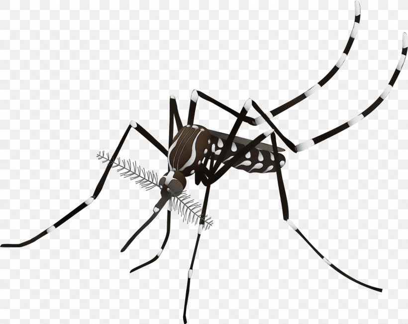 Mosquito Dengue Fever Viral Hemorrhagic Fever Suipacha Partido Municipio De Suipacha, PNG, 1600x1269px, Watercolor, Black White M, Bleeding, Cria, Dengue Fever Download Free
