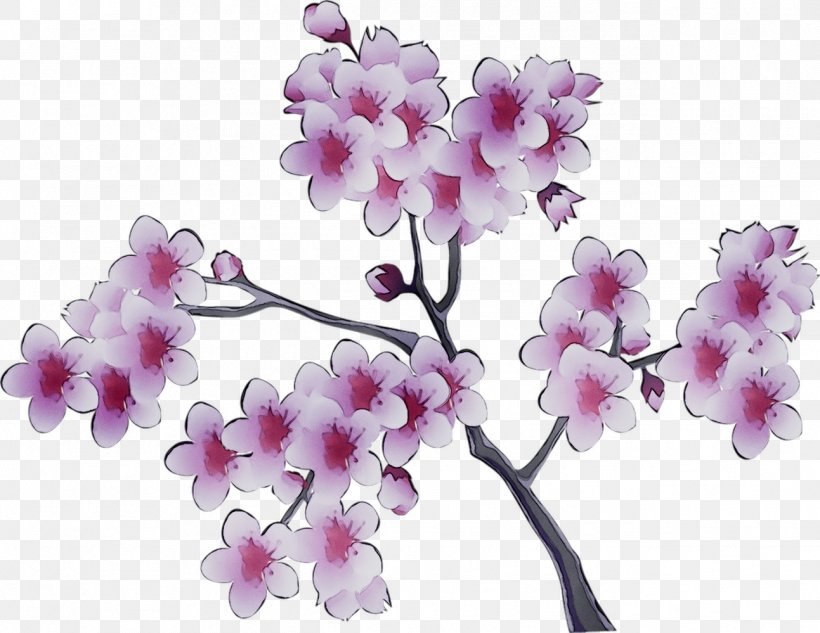 Moth Orchids ST.AU.150 MIN.V.UNC.NR AD Cherry Blossom, PNG, 1293x999px, Moth Orchids, Artificial Flower, Blossom, Branch, Cherries Download Free