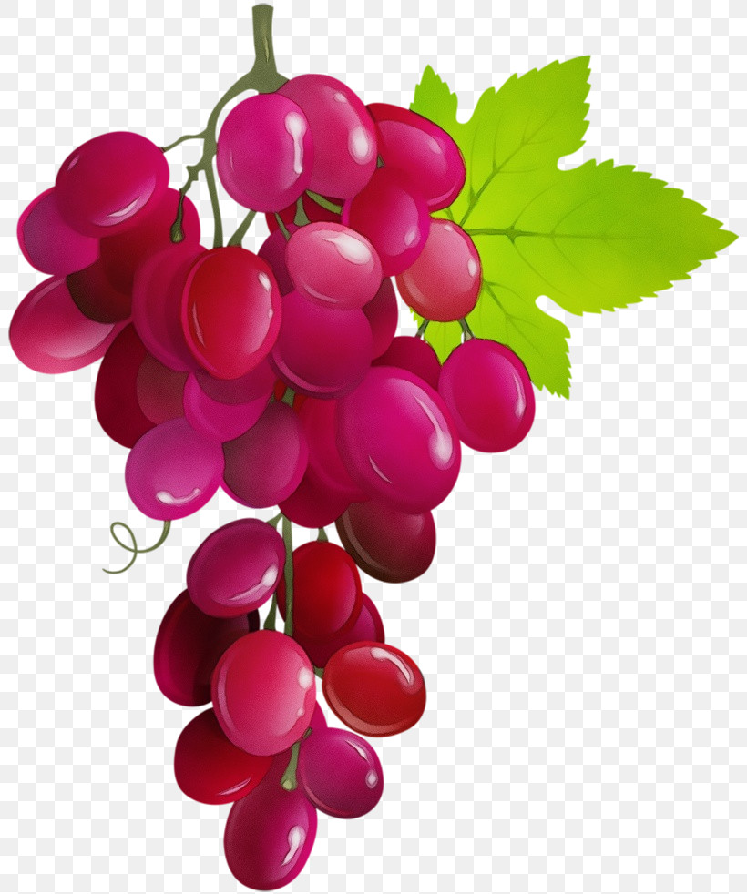 Zante Currant Grape Plant Natural Food Grapevines, PNG, 803x982px, Watercolor, Biology, Currant, Family Grapevine, Fruit Download Free