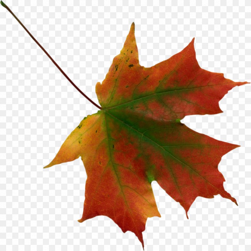 Autumn Leaf Color Maple Leaf Clip Art, PNG, 1080x1080px, Autumn Leaf Color, Autumn, Deciduous, Green, Leaf Download Free