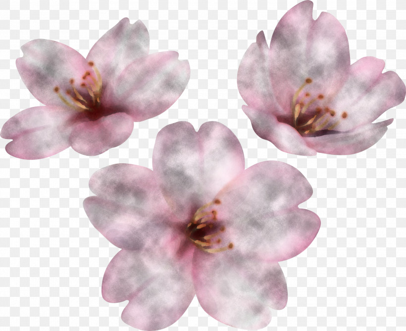 Cherry Blossom, PNG, 3000x2450px, Petal, Cherry Blossom Download Free
