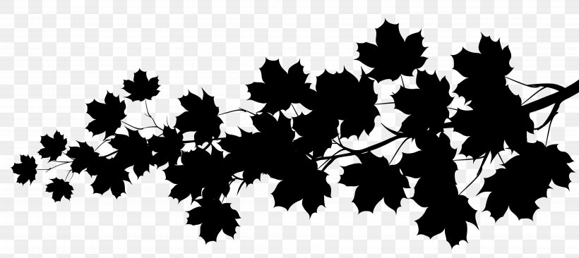 Maple Leaf Image Stretching Desktop Wallpaper, PNG, 5999x2681px, Maple Leaf, Black, Blackandwhite, Botany, Branch Download Free