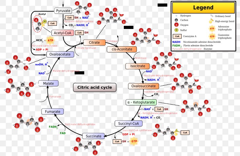 Citric Acid Cycle Tricarboxylic Acid Acetyl-CoA Cellular Respiration, PNG, 800x533px, Citric Acid Cycle, Acetylcoa, Acid, Aconitic Acid, Adenosine Triphosphate Download Free