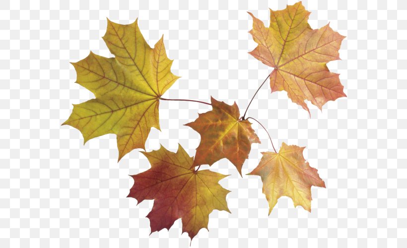 Maple Leaf Autumn Leaf Color, PNG, 600x500px, Maple Leaf, Autumn, Autumn Leaf Color, Deciduous, Grape Leaves Download Free