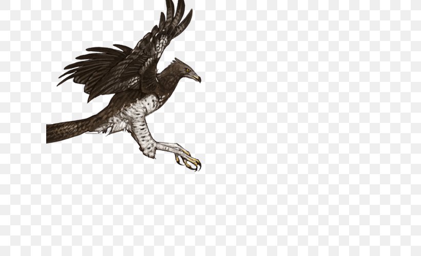 Martial Eagle Bird Owl Long-crested Eagle, PNG, 640x500px, Eagle, Barn Owl, Beak, Bearded Vulture, Bird Download Free