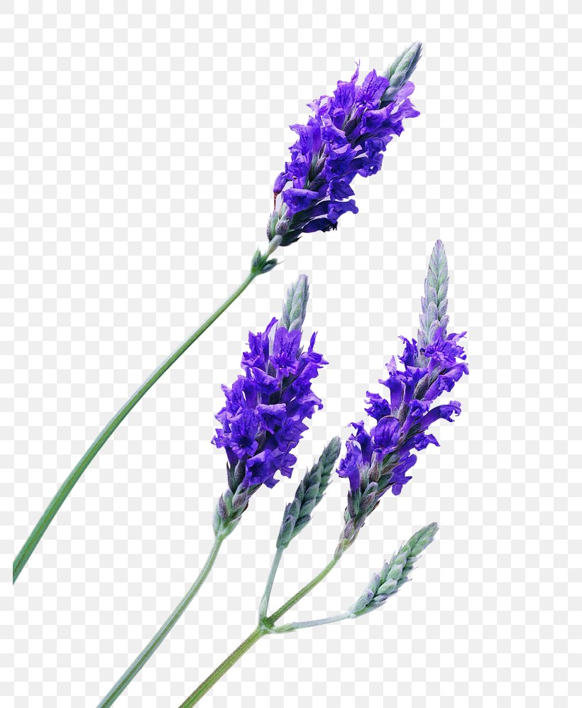 English Lavender Lavender Oil Essential Oil, PNG, 784x997px, English Lavender, Essential Oil, Flower, Flowering Plant, French Lavender Download Free