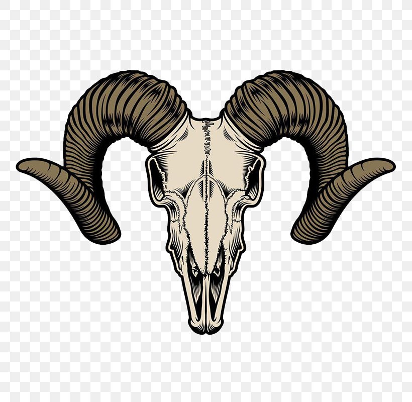 Goat Vector Graphics Illustration Skull Image, PNG, 800x800px, Goat, Bone, Cattle Like Mammal, Cow Goat Family, Drawing Download Free