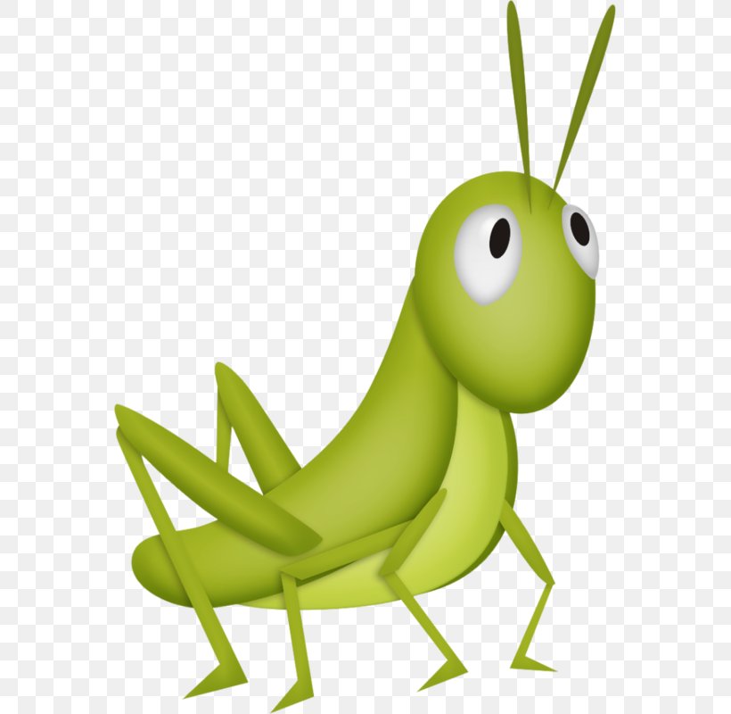 Insect Grasshopper Clip Art, PNG, 563x800px, Insect, Amphibian, Cricket,  Cricket Like Insect, Cuteness Download Free
