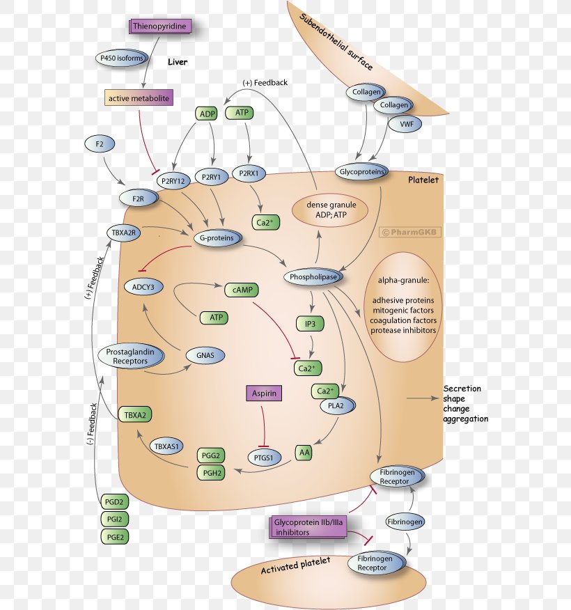 Platelet Coagulation Blood Vessel Thromboxane, PNG, 584x876px, Platelet, Adhesion, Area, Blood, Blood Vessel Download Free