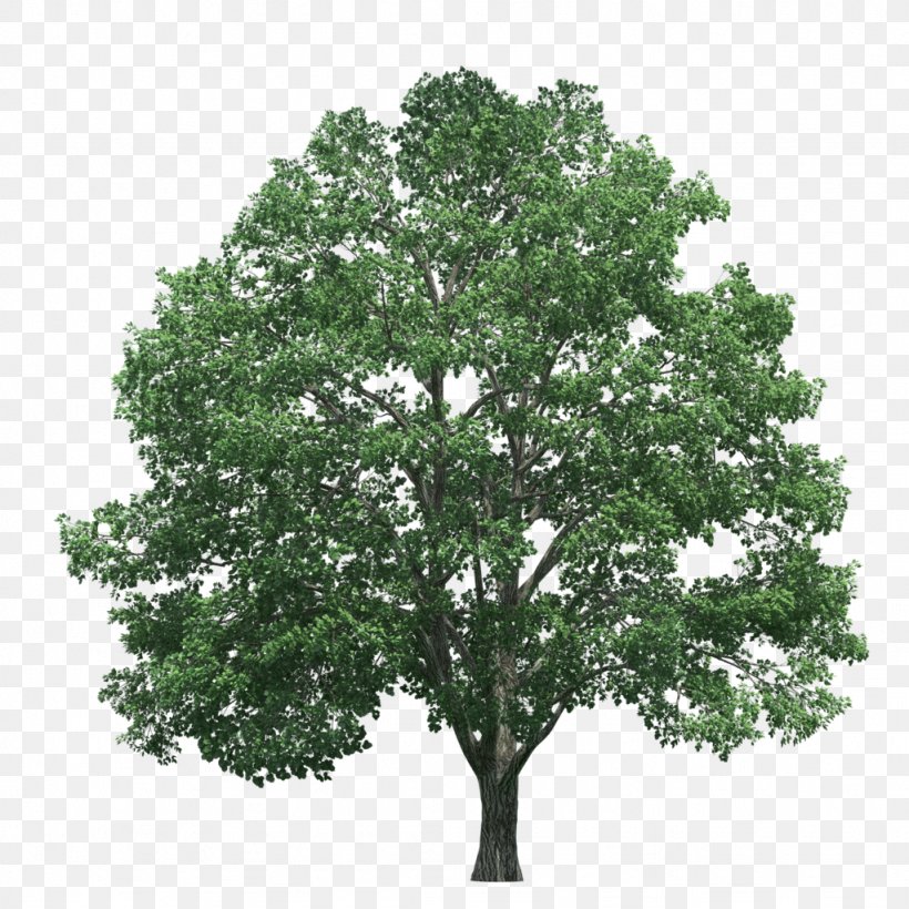 Tree Pine Clip Art, PNG, 1024x1024px, Tree, Branch, Drawing, Free Content, Juglans Download Free