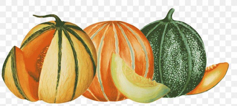 Cantaloupe Honeydew Pumpkin Gourd Winter Squash, PNG, 1714x768px, Cantaloupe, Association Kokopelli, Benih, Calabaza, Commodity Download Free