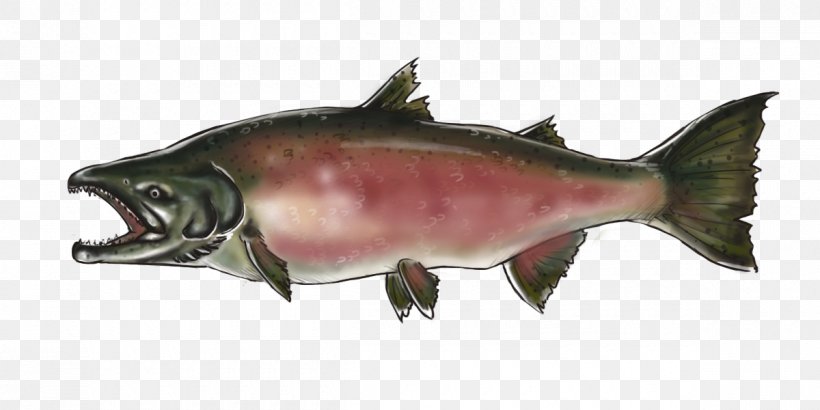 Coho Salmon Chinook Salmon Pacific Northwest Oily Fish, PNG, 1200x600px, Coho Salmon, Bony Fish, Chinook Salmon, Chinook Wind, Chinookan Peoples Download Free