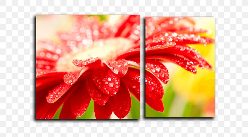 Desktop Wallpaper High-definition Television Display Resolution 华硕 Wallpaper, PNG, 613x452px, Highdefinition Television, Close Up, Computer Monitors, Display Resolution, Flora Download Free