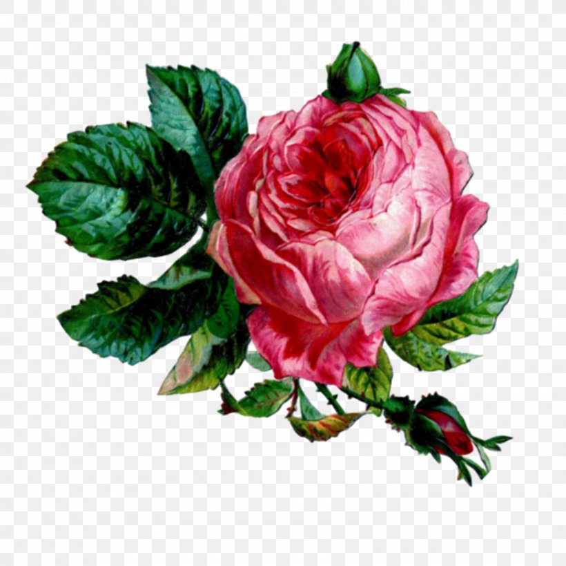 Enchanted Rose Tea Parlour And Gift Boutique Clip Art, PNG, 1600x1600px, Rose, Centifolia Roses, Cut Flowers, Drawing, Floribunda Download Free