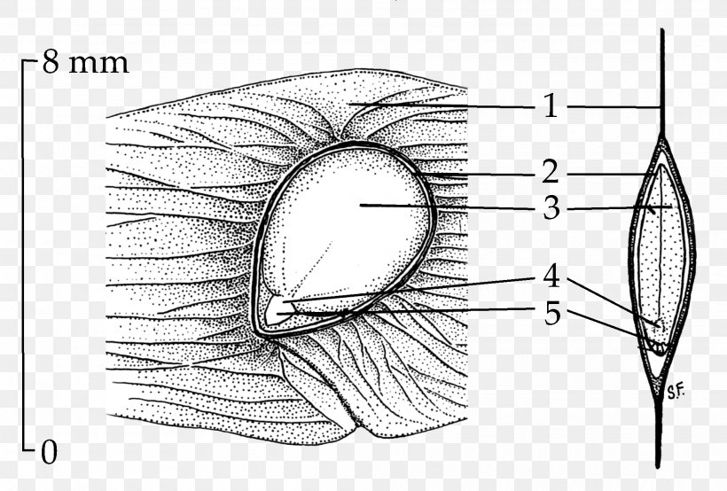 Tree Of Heaven Plant Morphology Seed Radicle, PNG, 2000x1352px, Watercolor, Cartoon, Flower, Frame, Heart Download Free