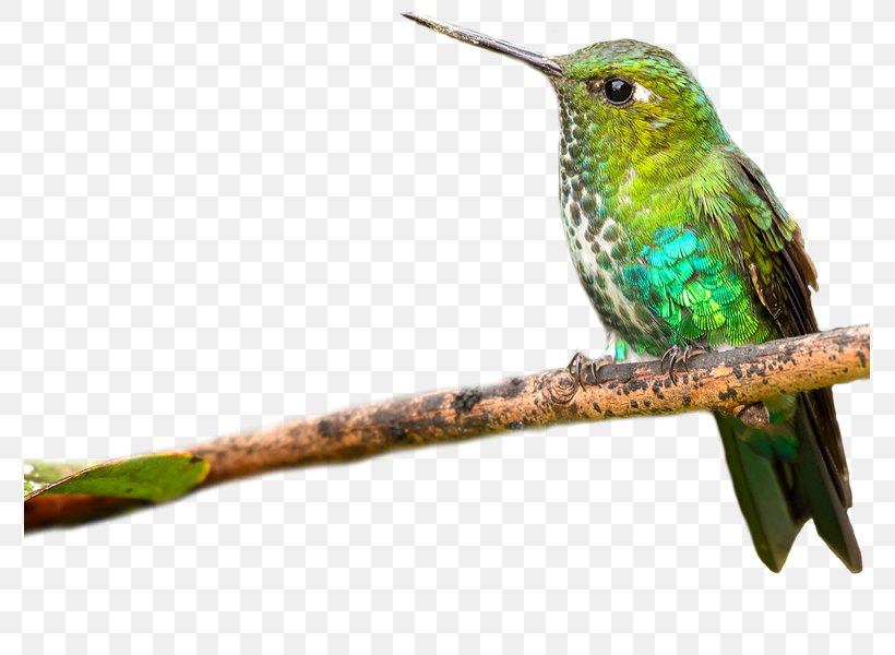 Twig Background, PNG, 775x600px, Bird, Apodiformes, Beak, Bird Feeders, Birdwatching Download Free