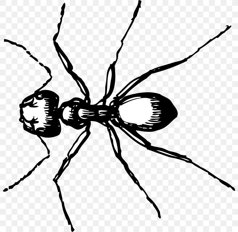 Ant Line Art Clip Art, PNG, 800x800px, Ant, Arthropod, Black And White, Black Garden Ant, Branch Download Free