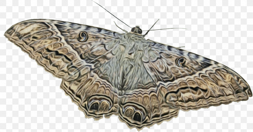 Brush-footed Butterflies Silkworm Moth, PNG, 1024x536px, Watercolor, Brushfooted Butterflies, Moth, Paint, Silkworm Download Free