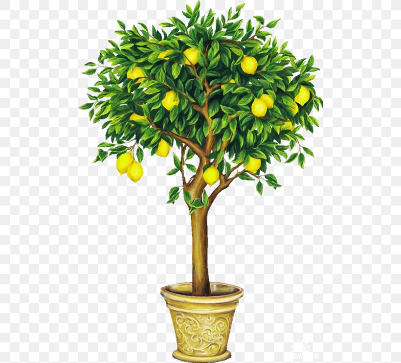 Lemon Drawing Fruit Tree Clip Art, PNG, 500x742px, Lemon, Bitter Orange, Branch, Calamondin, Citrus Download Free