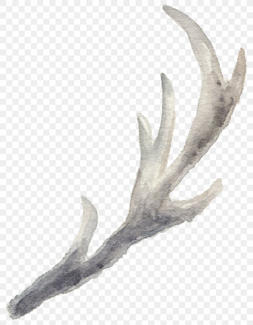 Antler Reindeer Watercolor Painting Pxe8re Davids Deer, PNG, 2330x3000px, Antler, Art, Cartoon, Deer, Horn Download Free