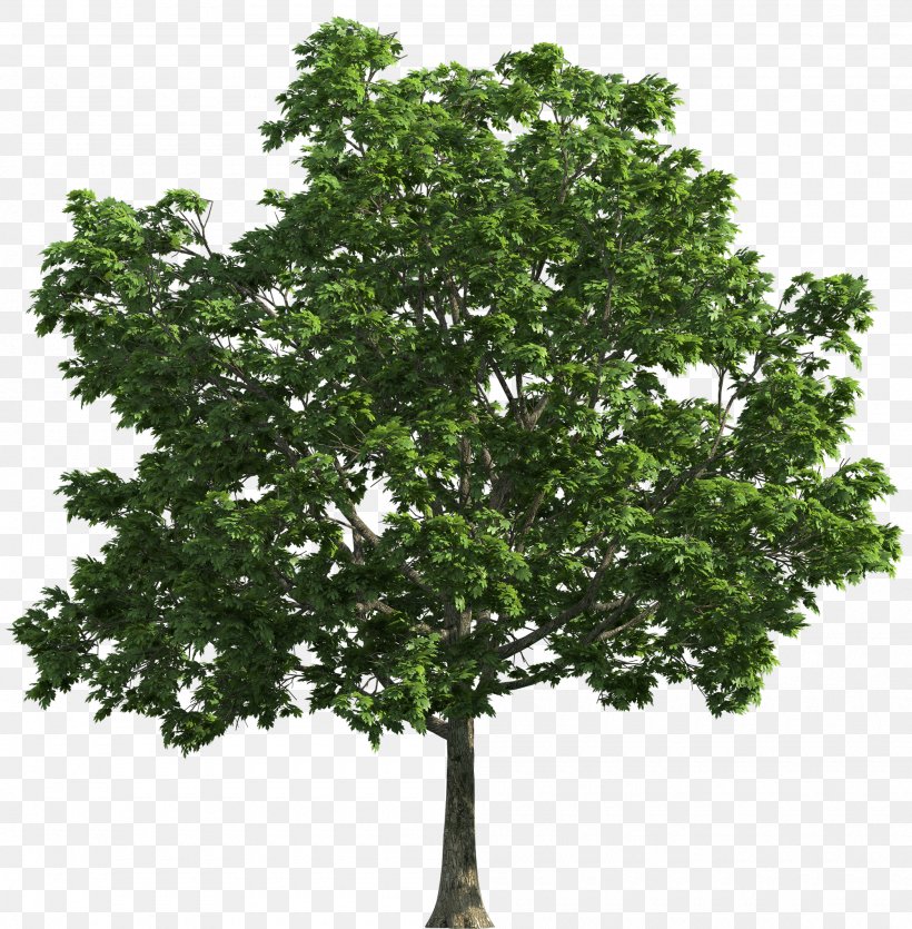Tree Clip Art, PNG, 2000x2037px, Tree, Branch, Evergreen, Jacaranda, Leaf Download Free