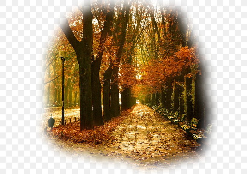 Autumn Song Summer Winter September, PNG, 628x578px, Autumn, Deciduous, Forest, Love, Nature Download Free