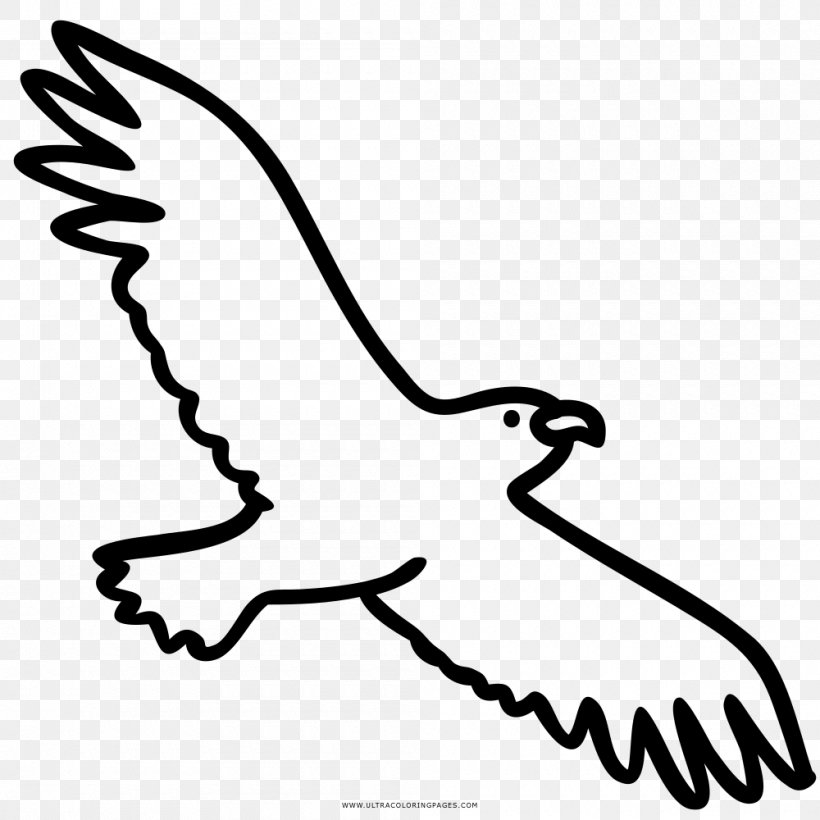 Drawing Coloring Book Eagle Beak Black And White, PNG, 1000x1000px, Drawing, Artwork, Beak, Bird, Black Download Free