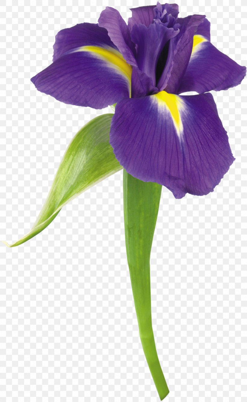 Flower Stock Photography Iris Color Clip Art, PNG, 981x1600px, Flower, Blue, Cattleya, Color, Cut Flowers Download Free