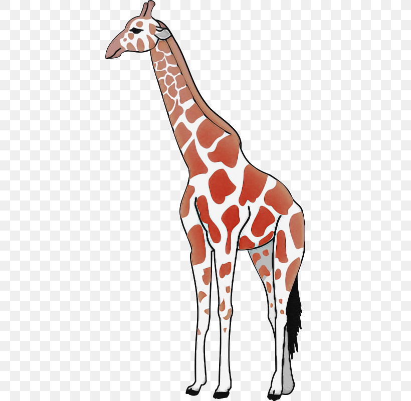 Giraffe Giraffidae Wildlife Neck Joint, PNG, 399x800px, Giraffe, Animal Figure, Giraffidae, Joint, Neck Download Free