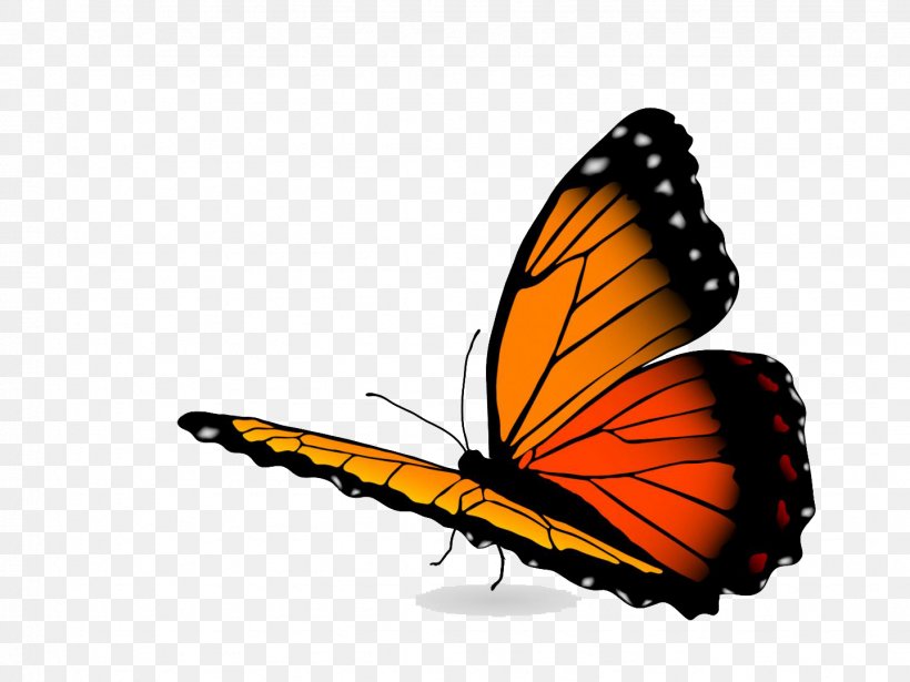 Vector Graphics Stock Photography Illustration Royalty-free Image, PNG, 1438x1080px, Stock Photography, Art, Arthropod, Brush Footed Butterfly, Butterfly Download Free