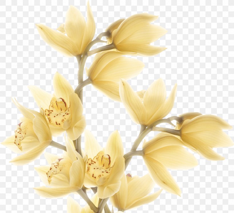 Cut Flowers Rose Family Magnolia Family Petal, PNG, 1294x1182px, Cut Flowers, Blossom, Branch, Branching, Family Download Free