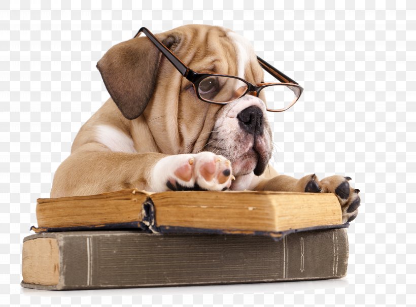 French Bulldog The Battle Of The Books Reading, PNG, 8764x6476px, Bulldog, Book, Book Discussion Club, Book Review, Breed Download Free