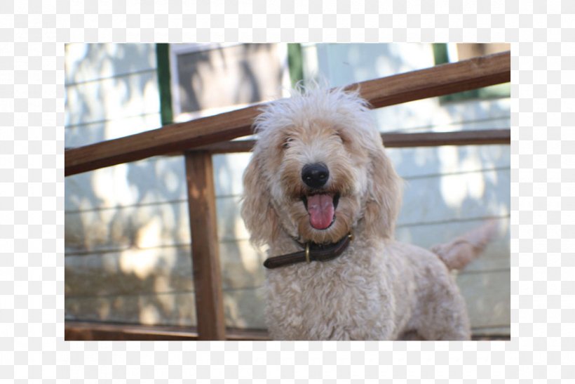 Goldendoodle Standard Poodle Labradoodle Cockapoo, PNG, 1160x774px, Goldendoodle, American Kennel Club, Animal, Canidae, Carnivora Download Free