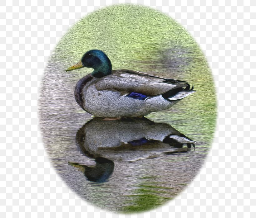 Mallard Duck Teal Fauna Beak, PNG, 599x700px, Mallard, Beak, Bird, Duck, Ducks Geese And Swans Download Free