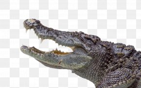 Crocodiles Model - Nile Crocodile Alligator Saltwater Crocodile PNG