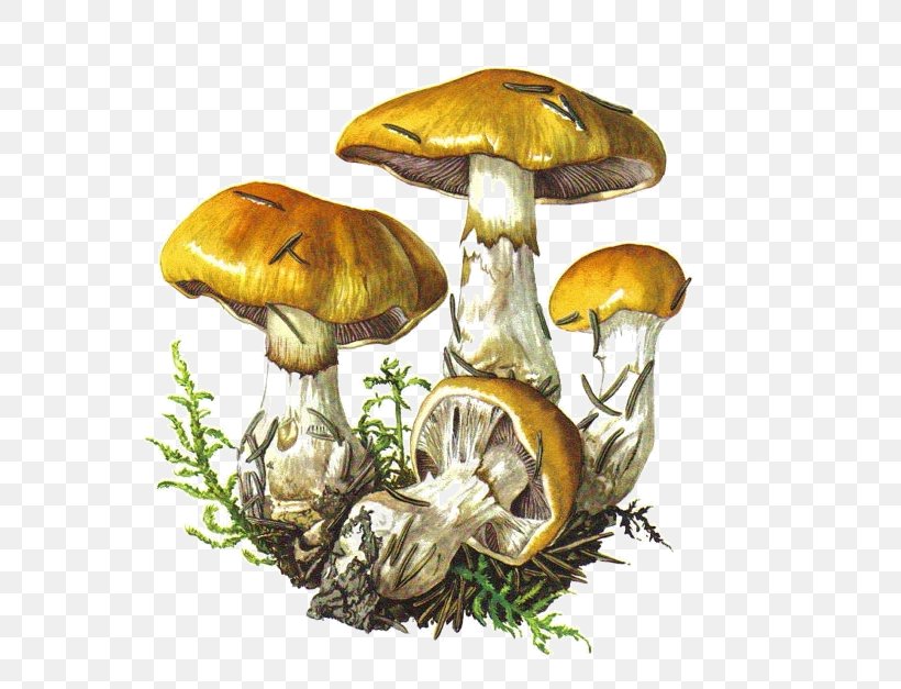 Botanical Illustration Edible Mushroom Botany Drawing, PNG, 570x627px, Botanical Illustration, Art, Botany, Cortinarius, Drawing Download Free