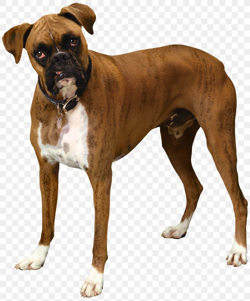 Bulldog Pug Puppy Clip Art, PNG, 1777x2138px, Bulldog, Boxer, Carnivoran, Companion Dog, Display Resolution Download Free