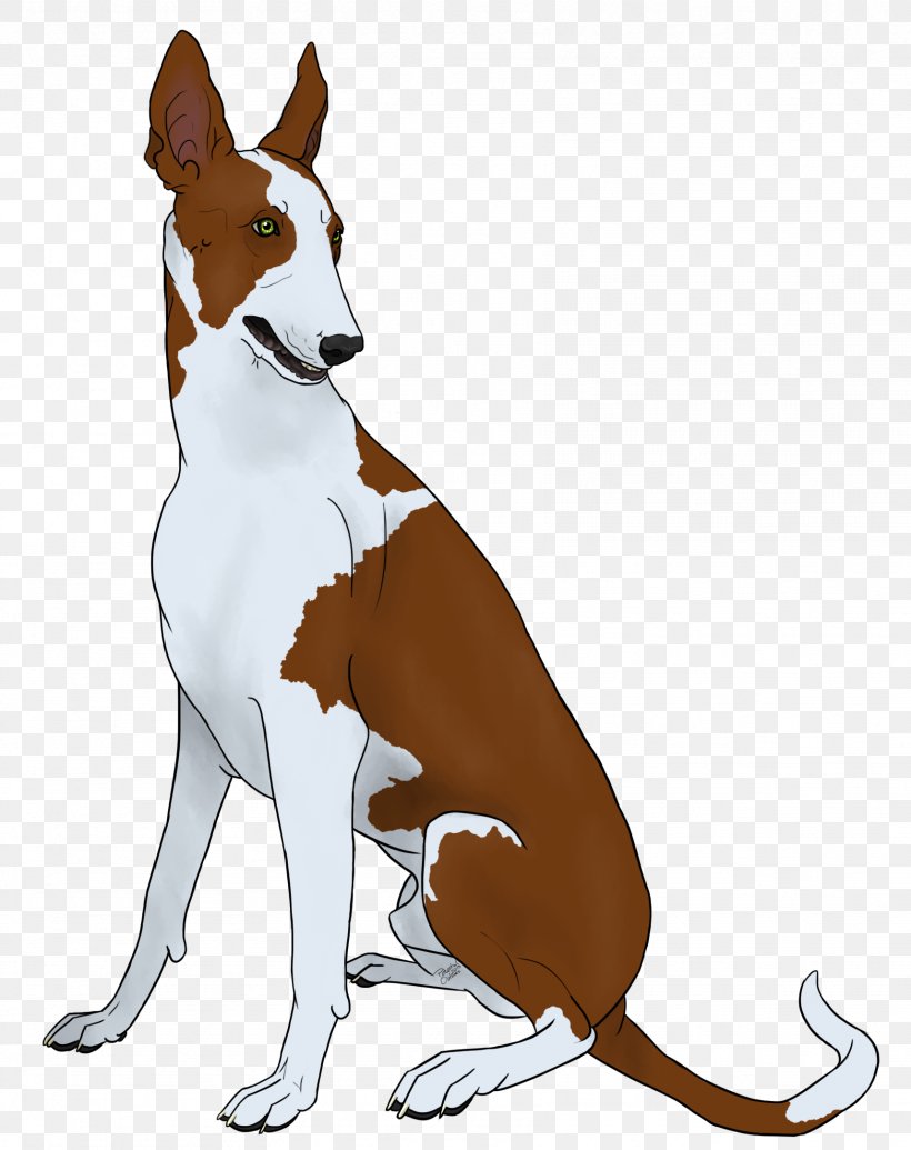 Dog Breed Basenji Ibizan Hound Macropodidae Leash, PNG, 1716x2168px, Dog Breed, Basenji, Breed, Carnivoran, Dog Download Free