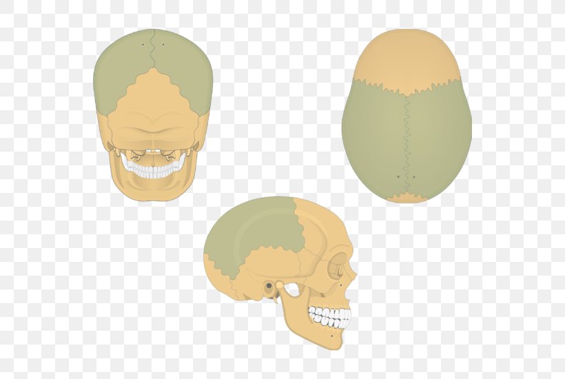 Skull Parietal Bone Anatomy Parietal Lobe, PNG, 550x550px, Watercolor, Cartoon, Flower, Frame, Heart Download Free