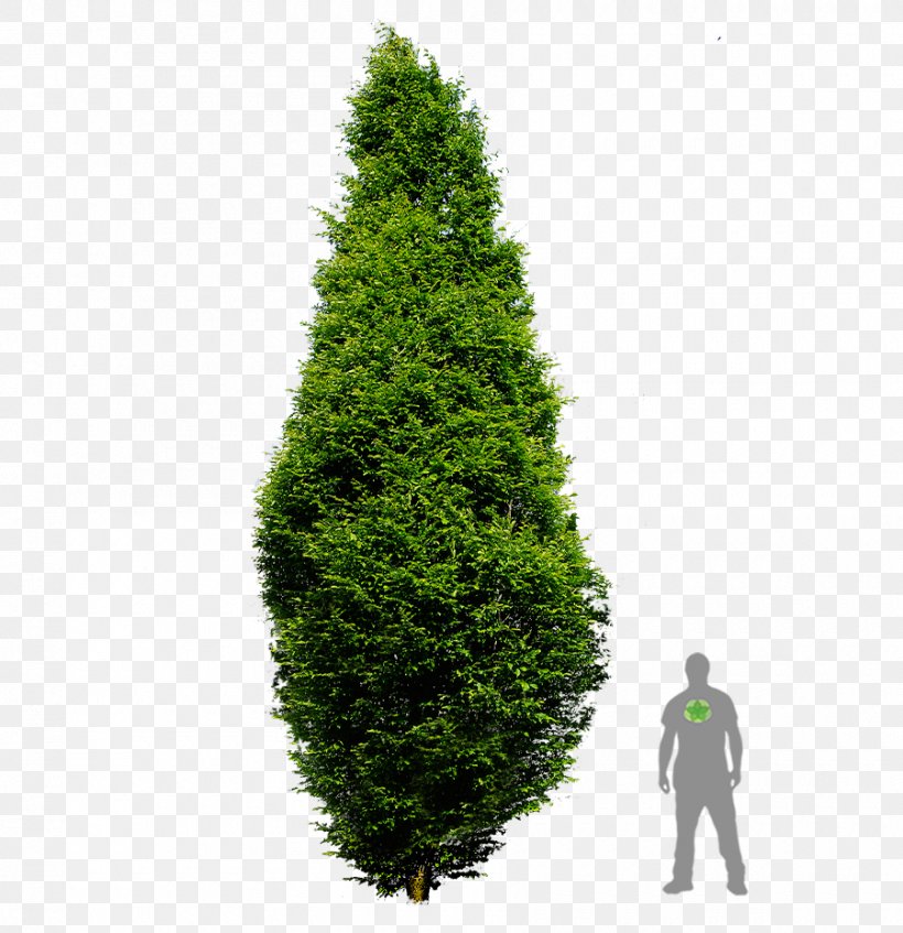 Spruce European Hornbeam Pine English Yew Arborvitae, PNG, 900x930px, Spruce, Acer Campestre, Arborvitae, Biome, Broadleaved Tree Download Free