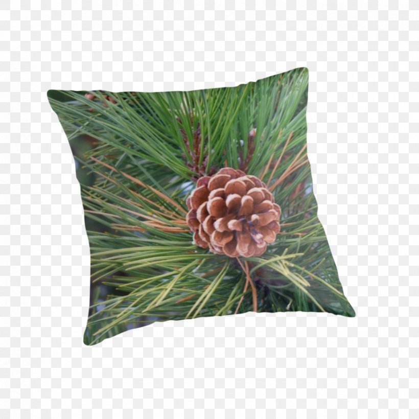 Tree Conifers Pine Evergreen Cushion, PNG, 875x875px, Tree, Conifer, Conifers, Cushion, Evergreen Download Free