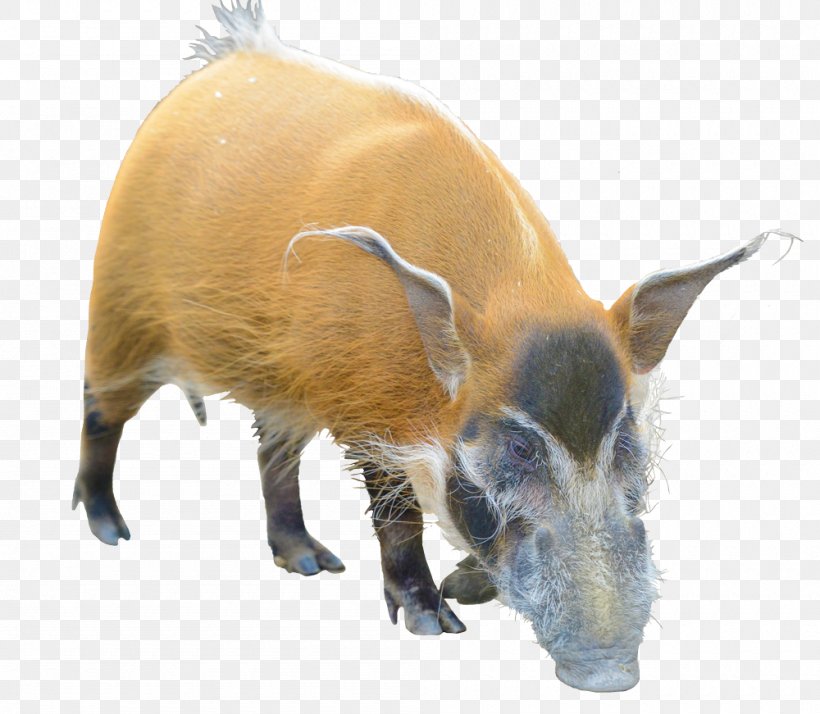 Wild Boar Barbary Sheep Red River Hog Even-toed Ungulate, PNG, 1000x871px, Wild Boar, Barbary Sheep, Body, Bovid, Cattle Like Mammal Download Free