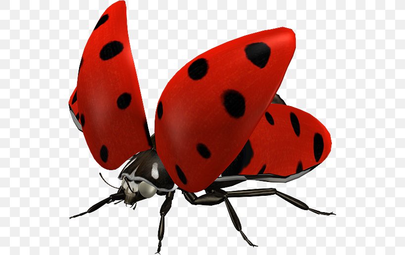 Ladybird Insect Clip Art, PNG, 543x517px, Ladybird, Arthropod, Beetle, Butterfly, Com Download Free