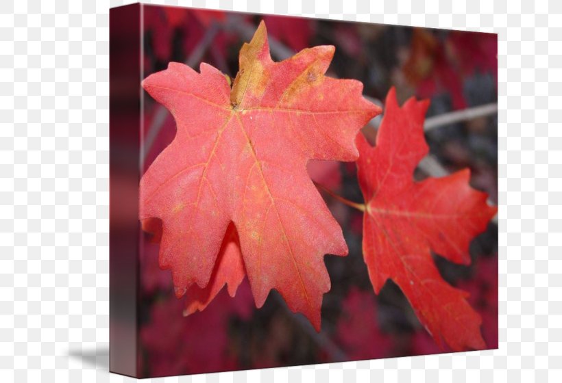 Maple Leaf, PNG, 650x560px, Maple Leaf, Autumn, Leaf, Maple, Maple Tree Download Free