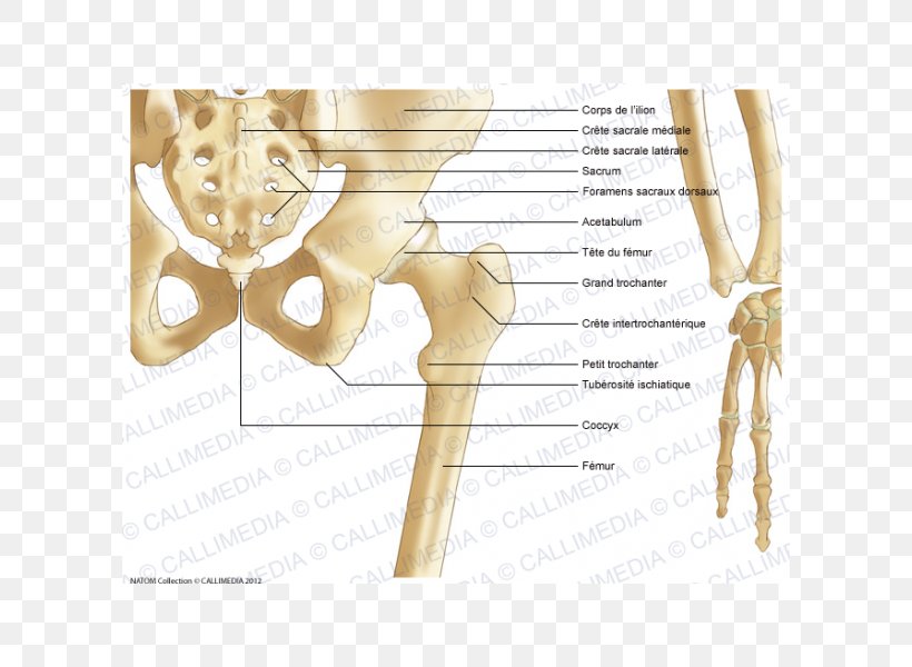 Pelvis Hip Bone Hip Bone Anatomy, PNG, 600x600px, Watercolor, Cartoon, Flower, Frame, Heart Download Free