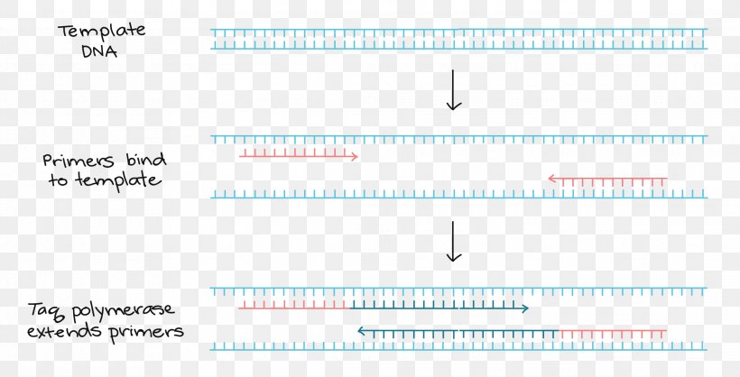 Polymerase Chain Reaction Primer DNA Polymerase DNA Sequencing, PNG, 2229x1137px, Polymerase Chain Reaction, Area, Biology, Blue, Brand Download Free