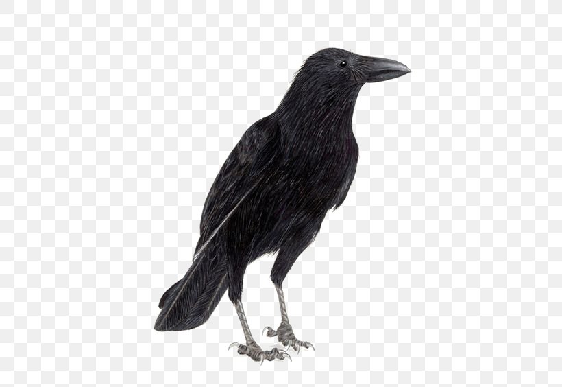 Rook Common Raven Carrion Crow Bird, PNG, 564x564px, Rook, American Crow, Animal, Art, Beak Download Free