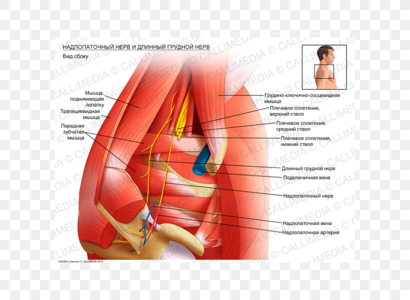 Thumb Long Thoracic Nerve Suprascapular Nerve Brachial Plexus, PNG, 600x600px, Watercolor, Cartoon, Flower, Frame, Heart Download Free