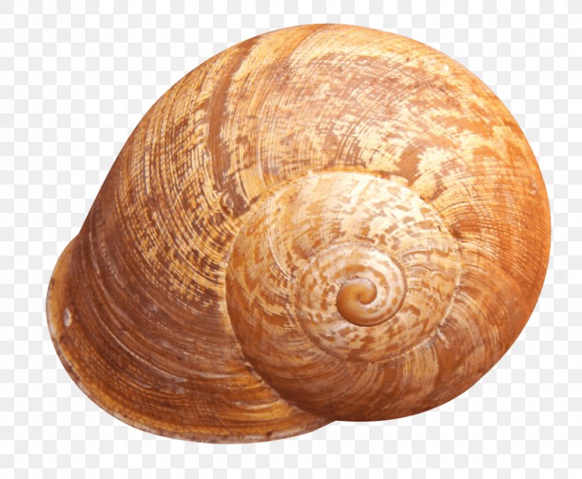 Snail Image Transparency Clip Art, PNG, 850x700px, Snail, Conchology, Escargot, Gastropod Shell, Molluscs Download Free