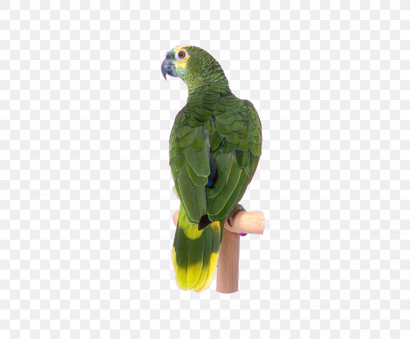 Bird Parrot Clip Art, PNG, 1012x838px, Bird, Beak, Common Pet Parakeet, Fauna, Feather Download Free